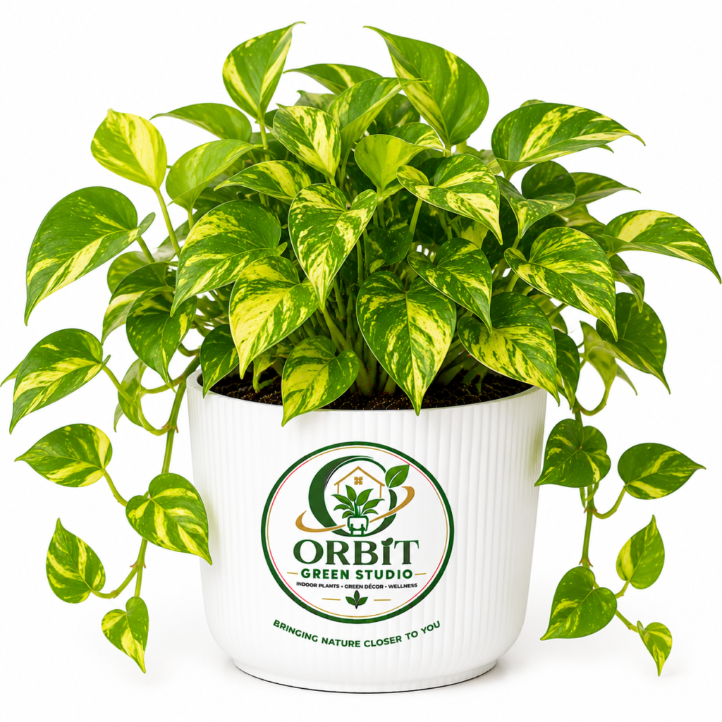 golden money plant1