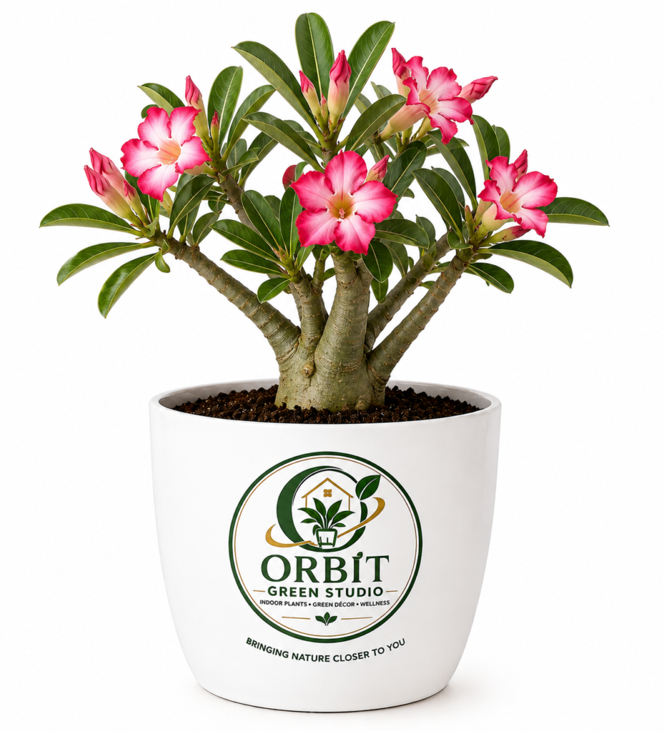 adenium