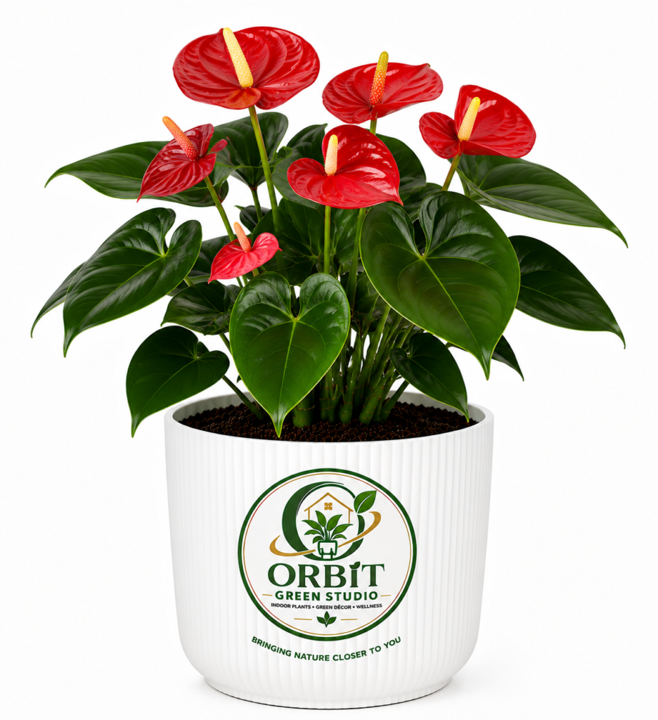anthurium1