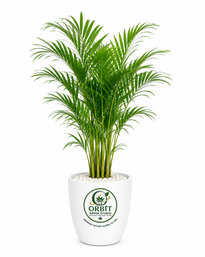 areca palm 2