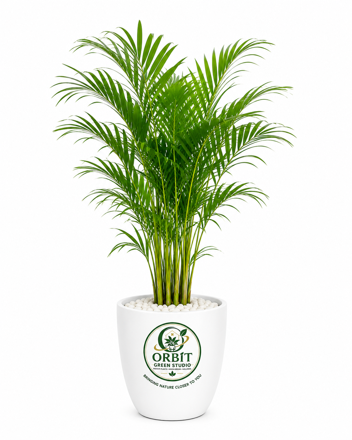 areca palm 2 areca palm 2