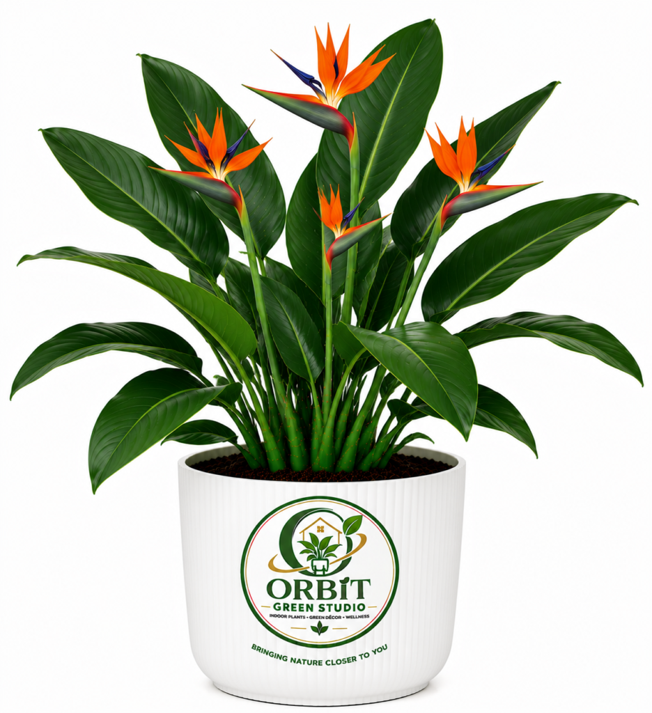 bird of paradise 2