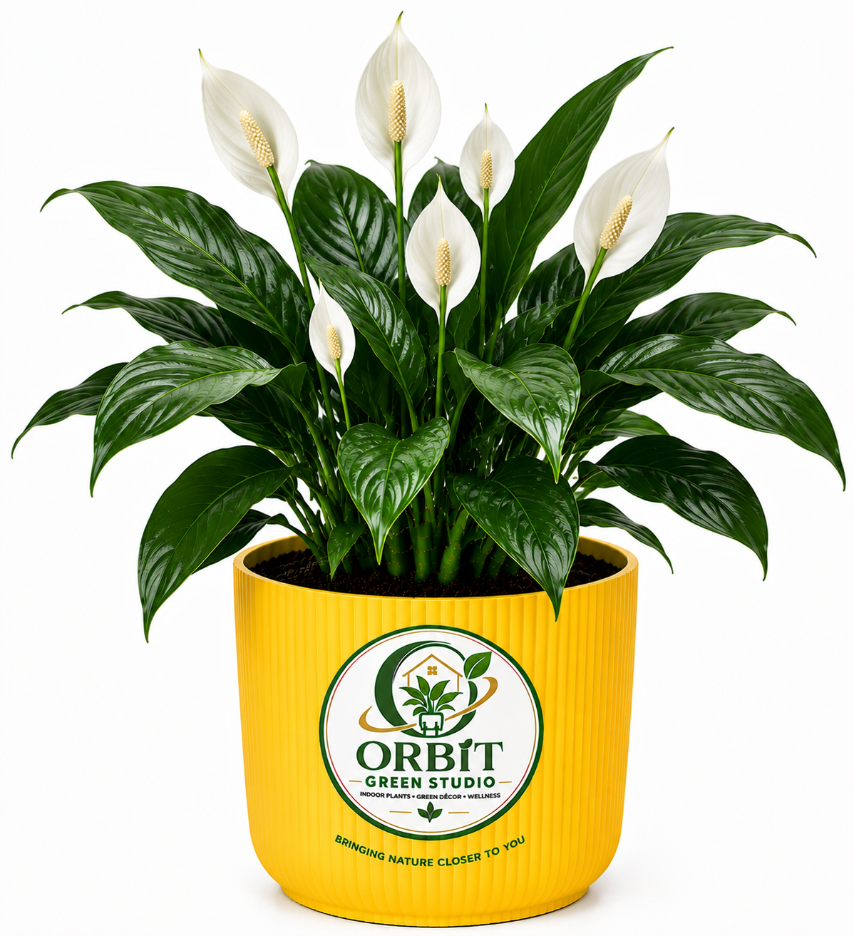 peace lily1 peace lily1