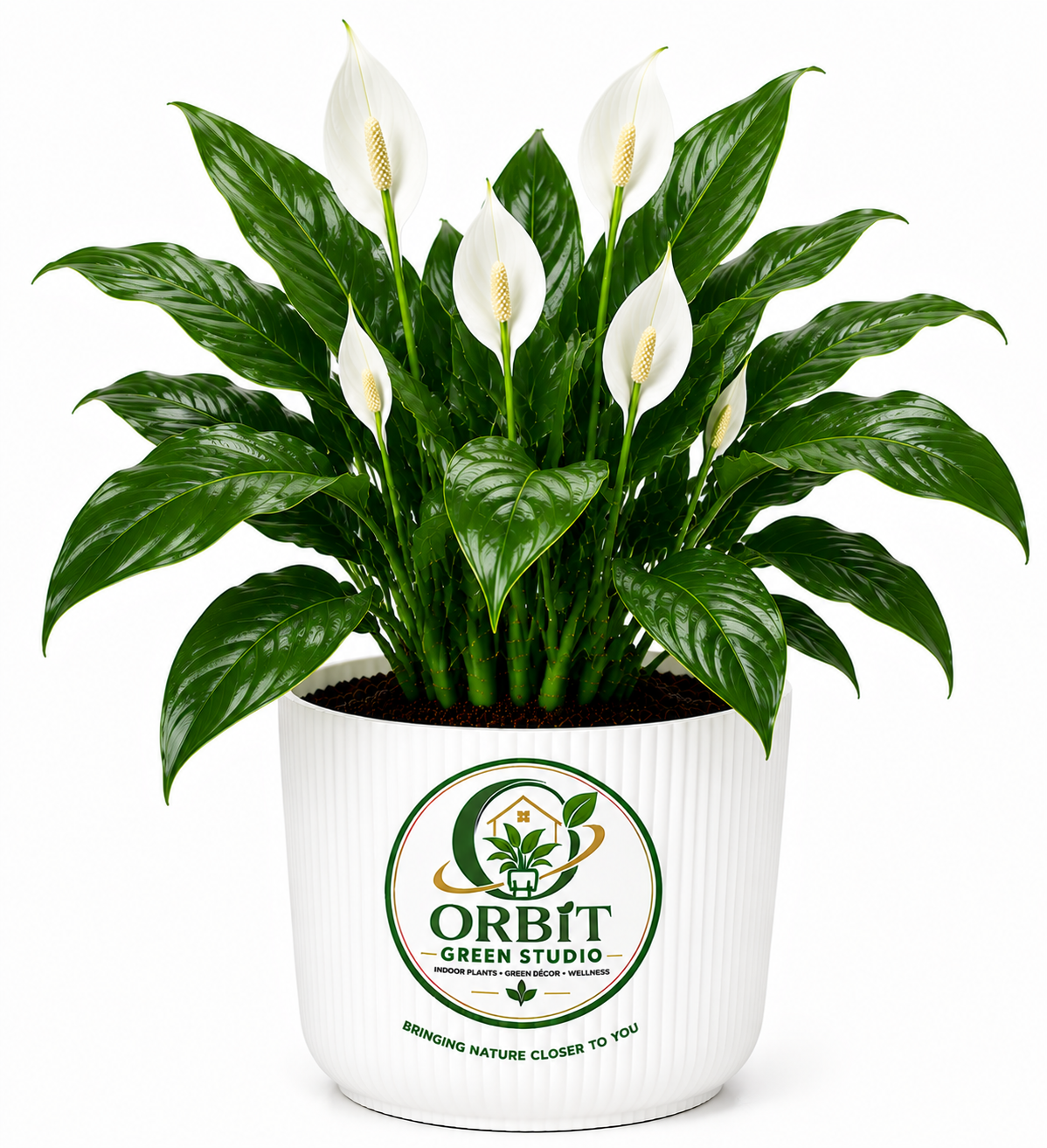 peace lily2 peace lily2