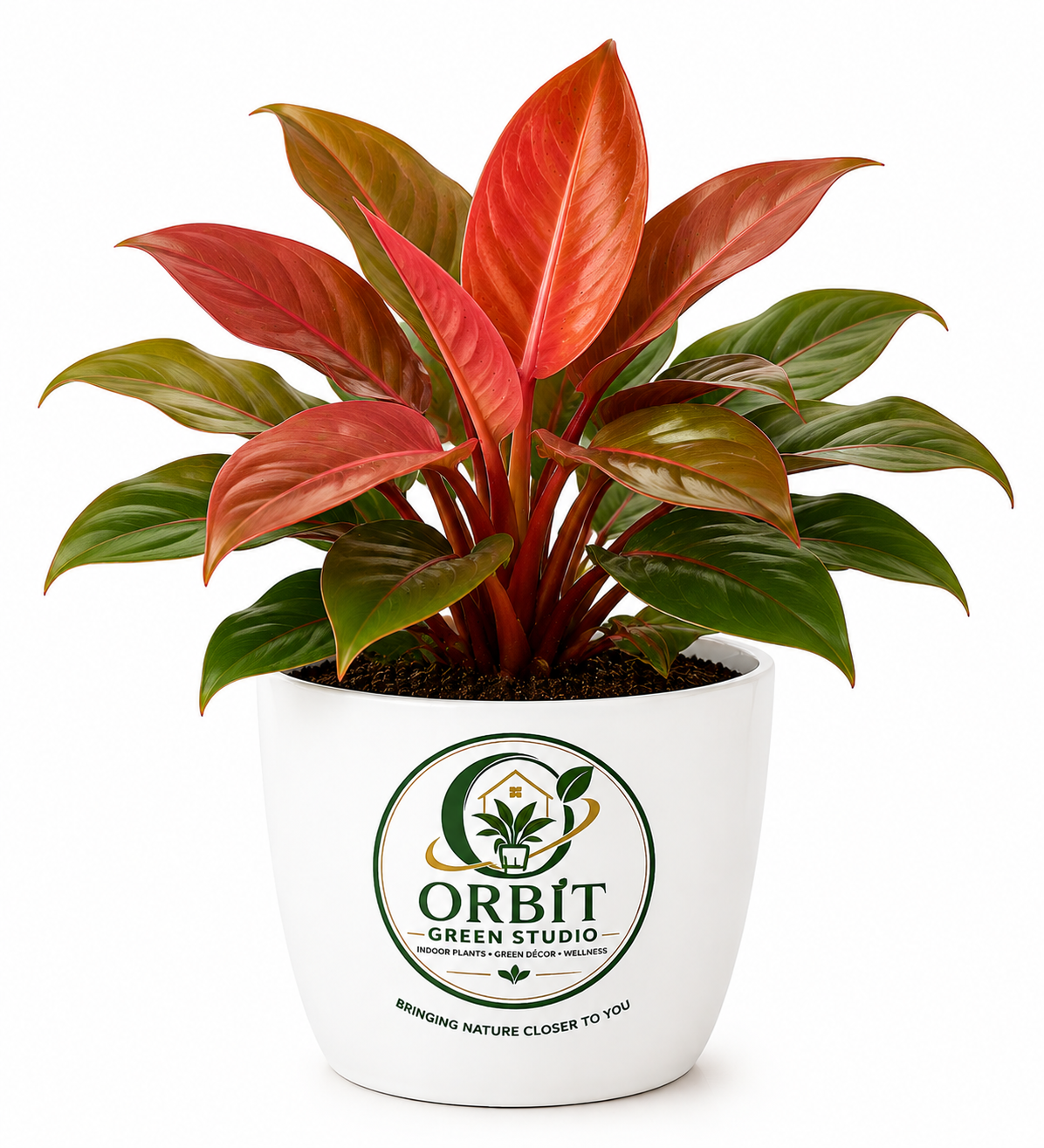 philodendron sunred philodendron sunred