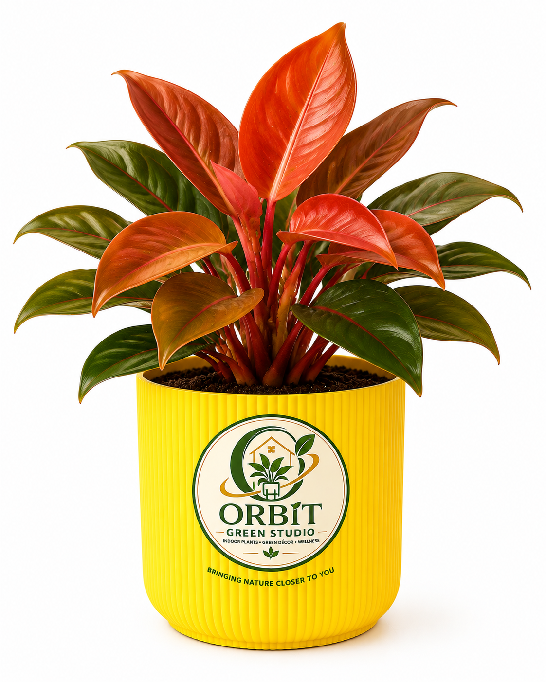 philodendron sunred1 philodendron sunred1