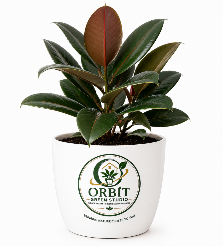 rubber plant