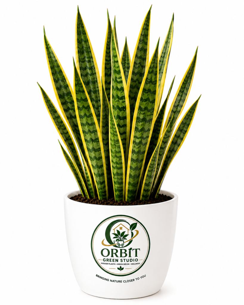 snake plant