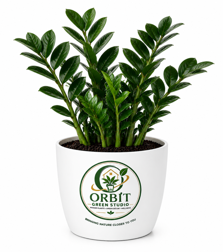 zamia calcus