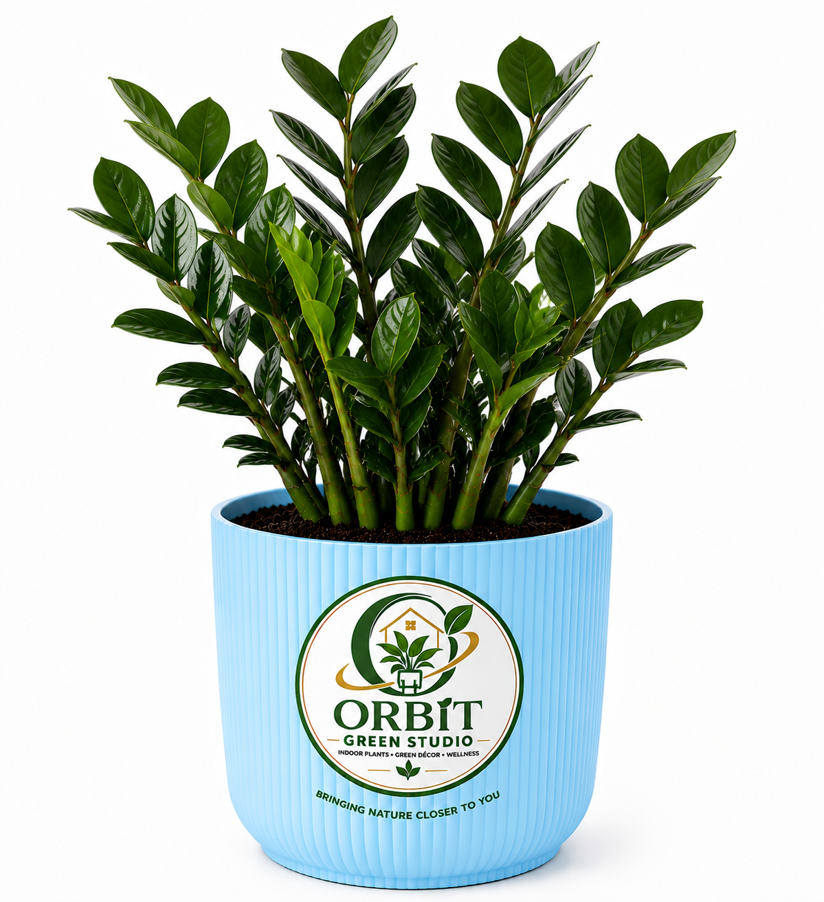 zamia calcus2 zamia calcus2