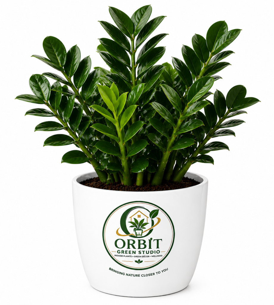 zamia zenzi1